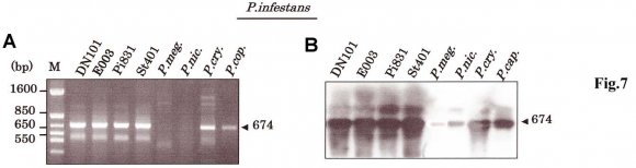 Figure 5 : Southern blot analysis of the PiPE gene from Pi