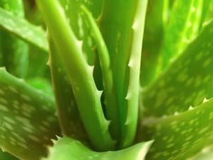 Figure 5 : Danshensu and monoterpenoids from S. miltiorrhiza. All of these compounds contain catechol functionalities Adams et al. Chinese Medicine 2006 1:3 doi: 10.1186/1749-8546-1-3