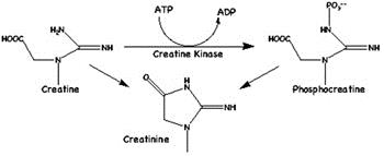 Figure 3.1 : Standard curve of allopurinol in serum.