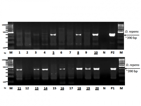Figure 6 : Comparative blood glucose levels in cattle and buffaloes (n=50) 0 1 2 3 4 5 6 7 8 9 10