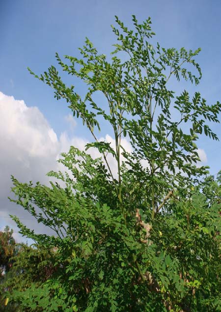 Figure 2 : Moringa's Tree in a Farm House