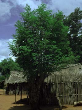 Figure 4 : Moringa's Tree on Hilly Footpath