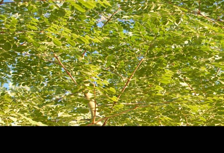 Figure 6 : Moringa's Crushed Leaves