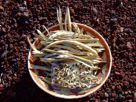Figure 15 a : Moringa's seeds