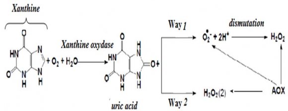 Figure 2 : Cyclic voltammograms recorded in buffer solution at 100 mV/s, at a-carbon paste electrode, b-copper modified carbon paste electrode.