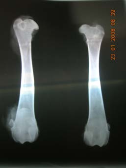 Figure 2 : Shows X-ray radiograph for both femurs (post mortum) Computerized tomography (CT) has been introduced in the seventies in human medicine and has been more readily available to veterinarians over the last decade. It is a cross-sectional imaging technique using x-rays and computers. Better soft-tissue differentiation and absence of superimposition are the major advantages of CT over conventional x-ray techniques. Although the spatial resolution of CT images is poorer when compared with classical film-screen radiography. The cross-sectional image displays a superior discrimination of tissue attenuation enables differen-tiation of soft tissues structures that can not be perceived on