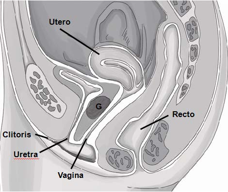 Figure 2 : Clitoral complex