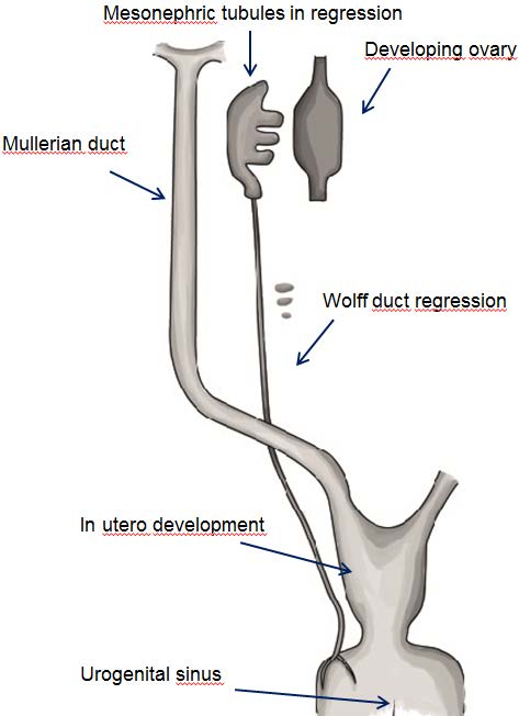 Figure 3 : Development of Mullerian ducts III. Histology and Anatomy of Female Genital Apparatus a) Mount of Venus Fat pad is a triangular shaped eminence in front of the pubic bones, resting on the anterior aspect of the