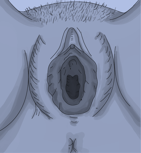 Figure 4 : Structural vulvar k) Clitoral complex: complex vagina, clitoris and urethra