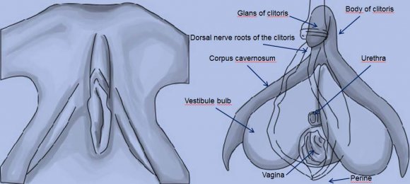Figure 5 : Vagina Complex, clitoris and urethra