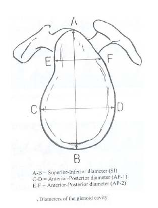 Figure 2a : Left knee postoperative lateral view