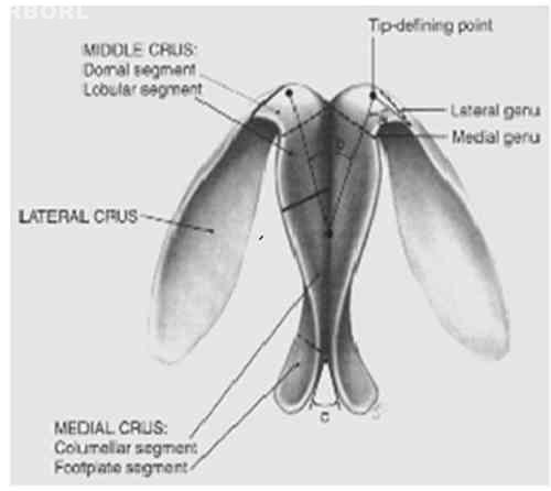 Sentinel Node Biopsy is Less Invasive and Facilitated by SPECT-Fused 3D-CT Lymphography Global Journal of Medical Research Volume XIV Issue III Version I © 2014 Global Journals Inc. (US)The four types of SN are classified as to RI uptaken or not, and as dye stained or not.improve the precision of SN biopsy and to facilitate it by RI navigation.
