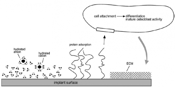 Figure 3 : Post-obturation radiograph