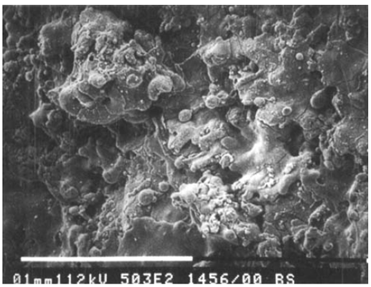 Figure 5 : Bone cells exposed to a medium rough and a very rough surface. The rugofile bone cells may recognize the very rough surface (right) as a smooth surface, whereas the medium rough surface (left) is recognized as a trough rough surface by the osteoblasts