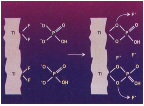 Figure 7 : Scanning electron micrograph of a fluoride-modified implant after the push-out procedure. The implant is partly (right side) covered by bone that is firmly fixed to the implant surface, which indicates bonding between the titanium implant and bone