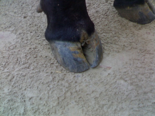 of the village were having access to local water body situated outside the village. b) History, clinical examination and data collection During the visit, animals were thoroughly examined by animal health researchers of Department of Veterinary Epidemiology and Preventive Medicine; and Department of Veterinary Clinical Medicine, Uttar Pradesh Pandit Deen Dayal Upadhayaya Pashu Chikitsa Vigyan Vishwavidyalaya Evum