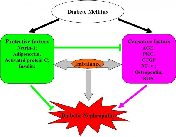 Figure 2 : Possible factors involved in induction and progression of diabetic nephropathy. RAS, rennin angiotensin system; AGE, advanced glycation end products; DAG, diacylglycerol; PKC, protein kinase C; CTGF, connective tissue growth factor; NF-?B, nuclear factor Kappa B; OPN, osteopontin; ROS, reactive oxygen species; TGF-?, transformed growth factor ? a) Advanced Glycation end ProductsAdvanced glycation end products (AGEs) as a result of chronic hyperglycemia and oxidative stress have been postulated to play major roles not only in the development of DN, but also in a range of cardiovascular complications[13,14]. It is reported that AGE exert toxicity via three mechanisms: deposition, in situ glycation and receptor interaction[6]. Among these three mechanisms, the interactions between AGEs and their receptors (RAGE) play a major role in the progress of DM, especially DN. Its receptor is expressed on the surface of kidneys endothelial cells, podocytes, monocytes/macrophages, tubular and mesangial cells[15,16]. Binding of AGEs to the RAGE on these cell types will stimulate oxidative stress generation, activate intracellular molecules such as PKC, TGF -? , VEGF and NF-?B, evoke inflammatory and fibrogenic reactions, thereby causing progressive alteration in renal architecture and loss of renal function in DN[6,17]. The function of AGE-RAGE signaling pathway in the