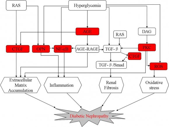 Diabetic Nephropathy: Causative and Protective Factors involvement of this transcription factor in a number of essential cellular processes including apoptosis.