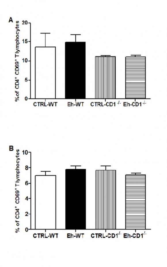 Figure 3 : Frequency of CD8 + CD69 + T lymphocytes in the mesenteric lymph nodes (A) and in the spleen (B) of C57BL/6 WT e C57BL/6 CD1 -/controls and infected mice with Entamoeba histolytica. Data are shown as means ± SEM, n =8, p<0.05.