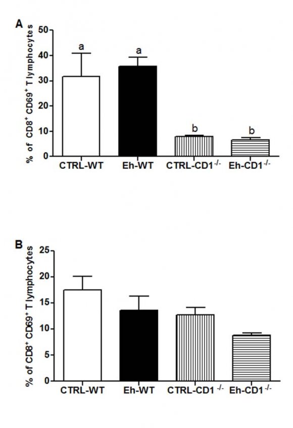 Figure 4 : Frequency of CD19 + CD69 + B lymphocytes in the mesenteric lymph nodes (A) and in the spleen (B) of C57BL/6 WT e C57BL/6 CD1 -/controls and infected mice with Entamoeba histolytica. Data are shown as means ± SEM, n =8, p<0.05.