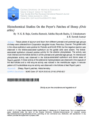 Histochemical Studies on the Peyeras patches of Sheep (Ovis aries)