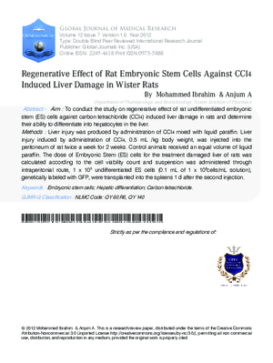 Regenerative Effect of rat Embryonic Stem Cells against CCl4 Induced liver Damage in Wister rats